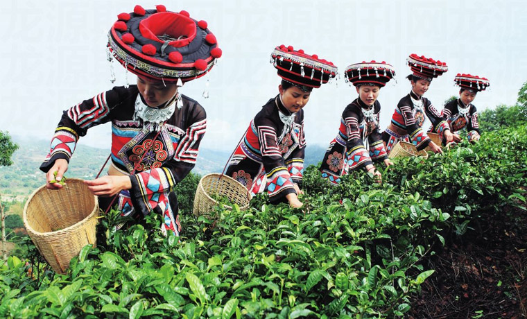 云南：多管齊下助力茶產(chǎn)業(yè)提檔升級