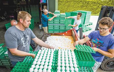 “毒雞蛋”風(fēng)波波及面廣 敲響歐洲食品安全警鐘