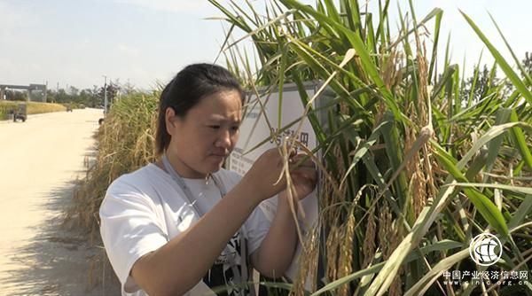 袁隆平海水稻今日測產(chǎn) 未來將在中國2.8億畝鹽堿地推廣