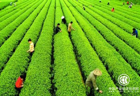 打響中國茶品牌 讓中國茶企更好“走出去”