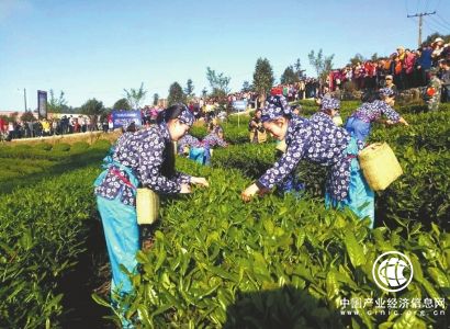 四川高縣加快建設“百里茶旅產(chǎn)業(yè)長廊”