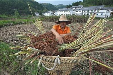 貴州茅臺(tái)回應(yīng)暴利風(fēng)波 宣稱一直高價(jià)收購高粱