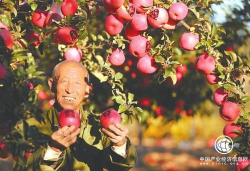 山西吉縣果農(nóng)：靠蘋果過上紅火日子