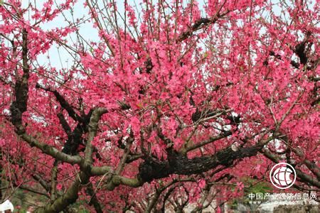 廣東連平擦亮“蜜桃之鄉(xiāng)”品牌 打造綠色旅游經(jīng)濟帶 