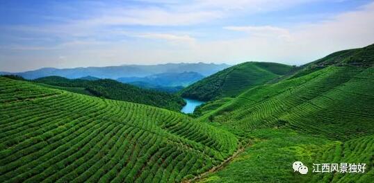 朱 虹：茶文化與生態(tài)旅游