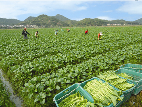 廣東省普寧市南徑鎮(zhèn)發(fā)展新型農(nóng)業(yè) 做活“菜”文章