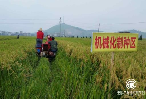 機(jī)械化制種時(shí)代將來臨，雜交水稻技術(shù)取得新進(jìn)展