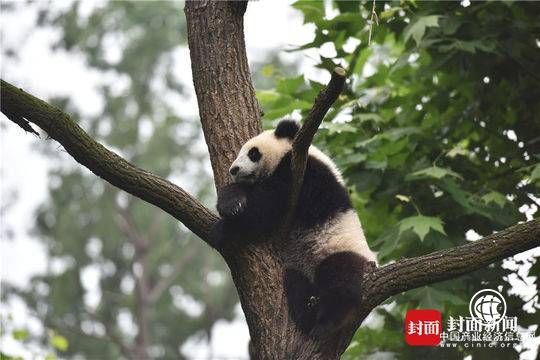 “十年看巨變 全國(guó)都市媒體總編輯四川行”探訪都江堰