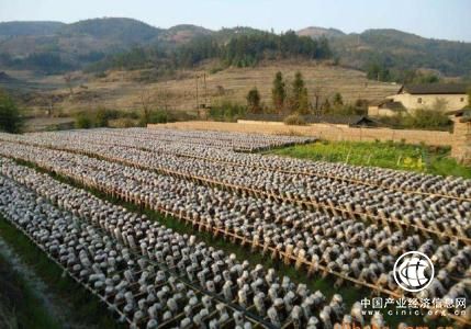 “中國食用菌之都”福建省古田縣食用菌產(chǎn)業(yè)“騰籠換鳥”