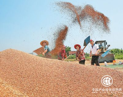 夏糧豐收成定局 九成小麥已收獲