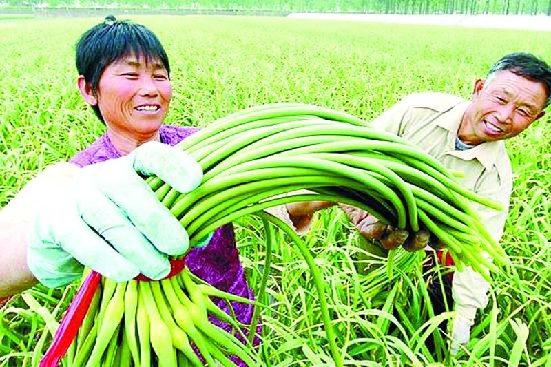 山東探索特色農產品目標價格保險 蒜薹農戶獲賠1.7億元