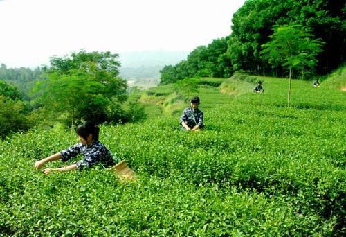 舉辦產(chǎn)銷對接會 廣東豐順茶要走出大山