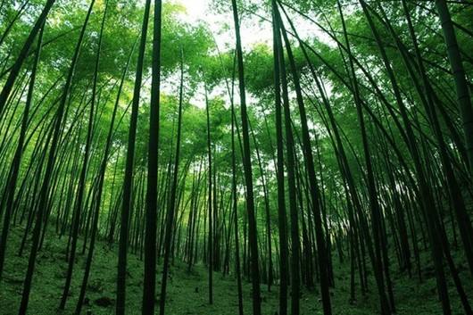 二○二○年我國(guó)將建百萬公頃竹林基地