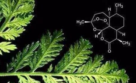 獻(xiàn)給世界的禮物——“青蒿素研究”持續(xù)助力全球抗瘧