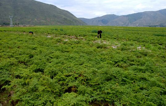 河北省六措并舉為產(chǎn)業(yè)扶貧注入新動能