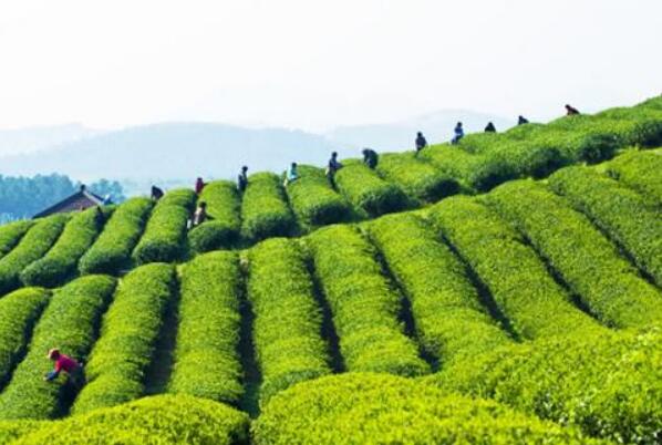 中國烏龍茶之鄉(xiāng)安溪：從“賣茶葉”到“賣風(fēng)景” “文旅大餐”引游人