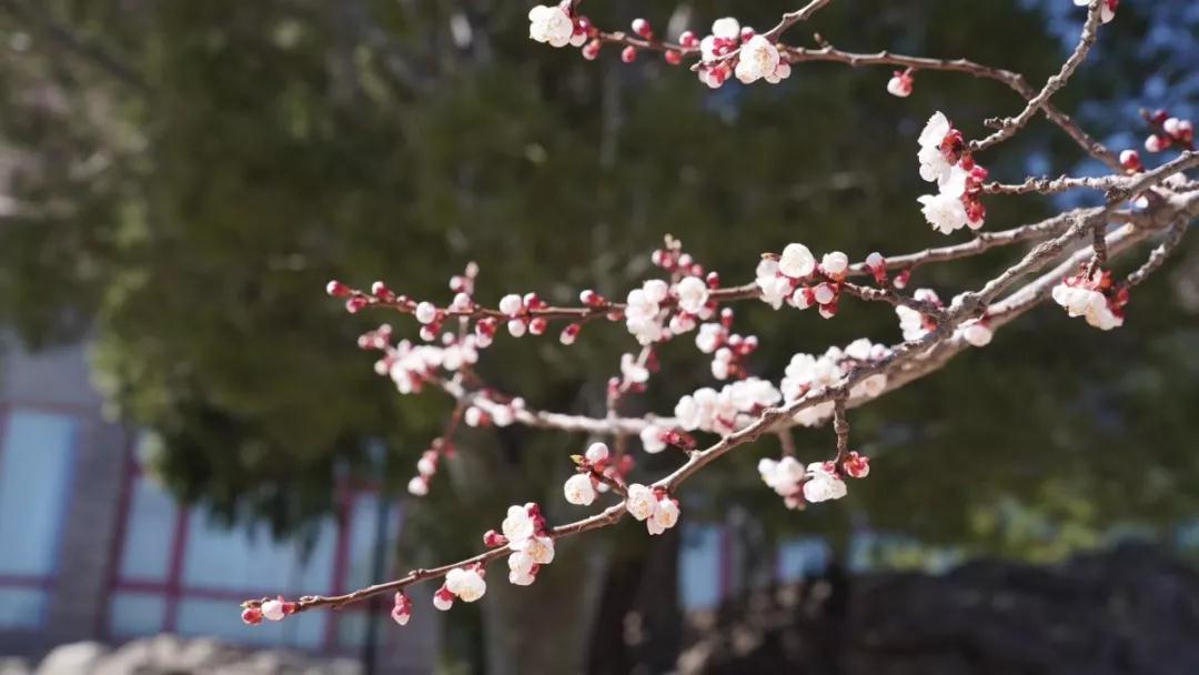 朋友圈里的春天丨山花爛漫