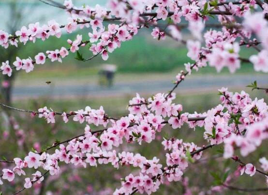 賞花經(jīng)濟(jì)要走得遠(yuǎn)，就得有點(diǎn)新花樣