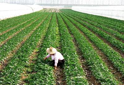 湖北省今年將建20萬畝高效菜園