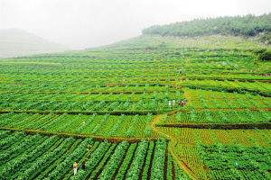 黑龍江大慶將在全市范圍建設(shè)100萬畝城市生態(tài)農(nóng)業(yè)帶