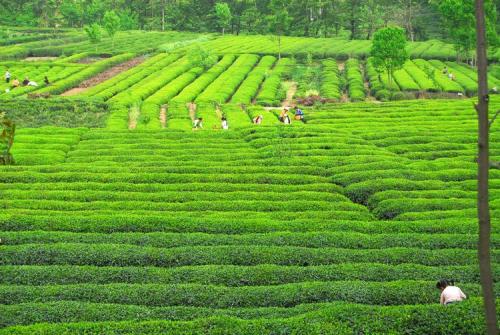 甘肅隴南：一片茶葉成就一個(gè)產(chǎn)業(yè)，富裕一方百姓