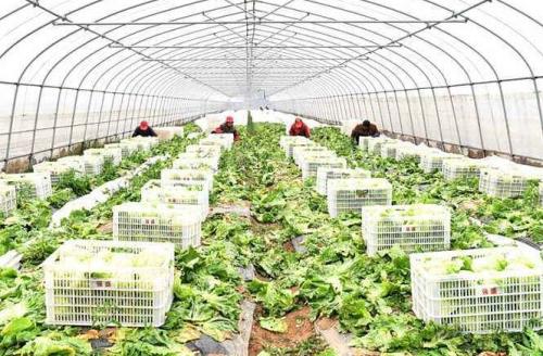 黑龍江牡丹江市蔬菜出口一枝獨(dú)秀 出口量占全省78%