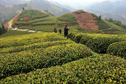 “鏈鏈”生輝 湖北十大農(nóng)業(yè)產(chǎn)業(yè)鏈成勢(shì)見效