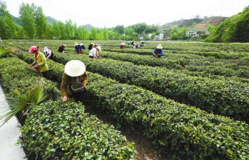 陜西上半年生態(tài)脫貧惠及貧困人口50余萬(wàn)人