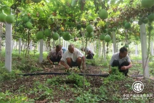 河南省南召縣廟西村：“落后村”涅槃重生實(shí)現(xiàn)“綠富美”