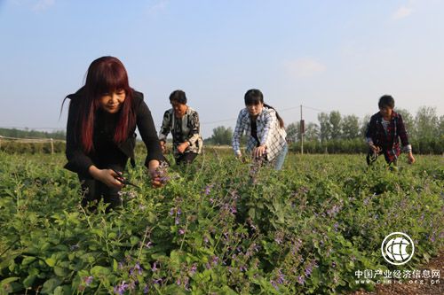 河南省南召縣產(chǎn)業(yè)扶貧鼓起貧困群眾“腰包”