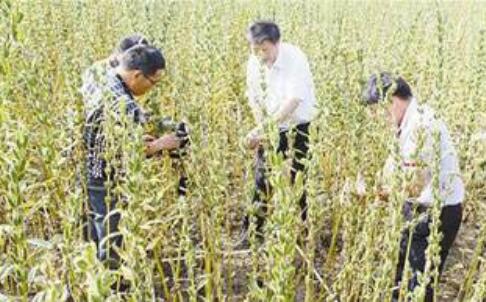 河南平輿憑啥是“中國白芝麻第一縣”