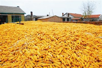 內(nèi)蒙古糧食生產(chǎn)實(shí)現(xiàn)“十六連豐”糧食播種面積超億畝