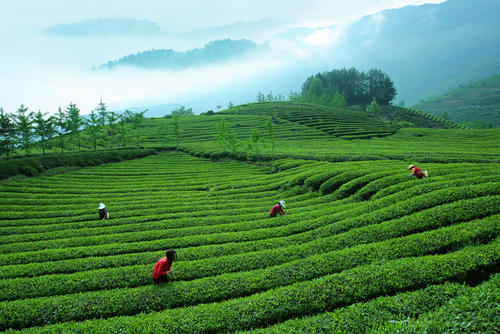 今年我國春茶呈現(xiàn)產(chǎn)銷兩旺態(tài)勢