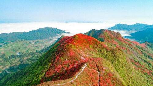 飛艇漫游 登山賞花！今年“五一”，別錯(cuò)過(guò)“丹寨高山花?！?></a></div><!-- img end -->	<div   id=