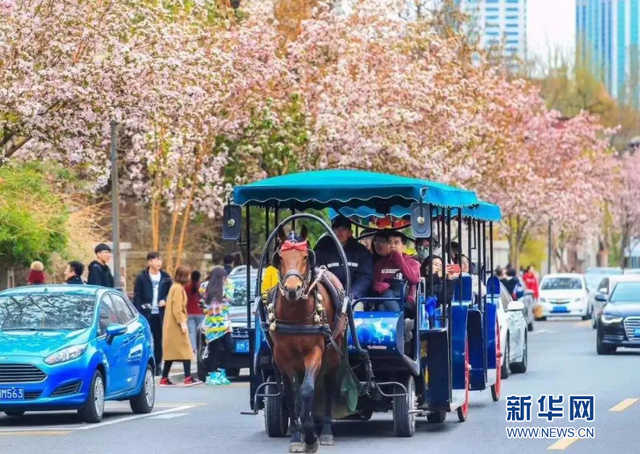 天津：五大道旅游觀光馬車恢復(fù)接待游客