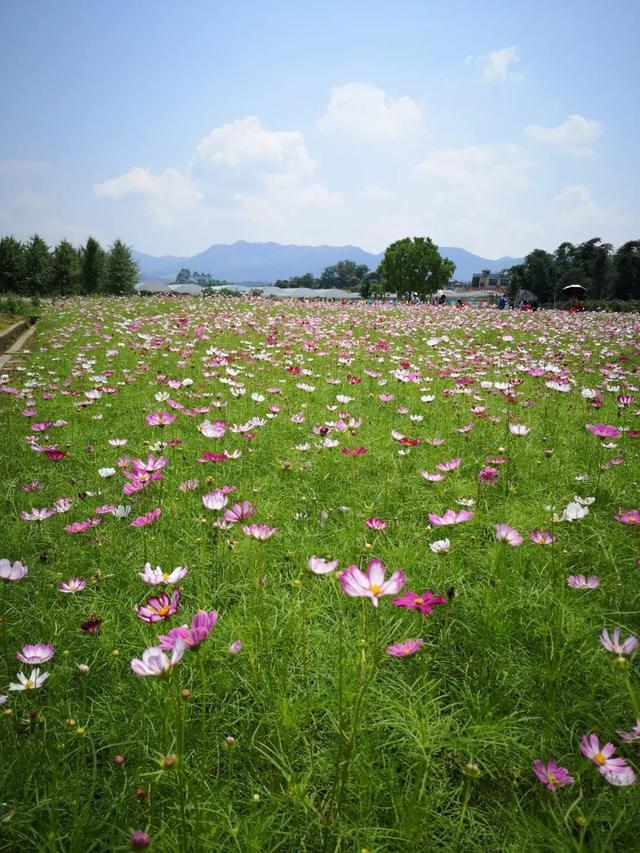 僑鄉(xiāng)花海，你打卡了嗎