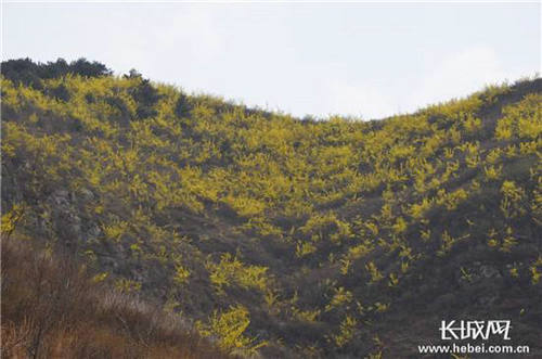 以嶺藥業(yè)幫涉縣農(nóng)民致富開出好“藥方”