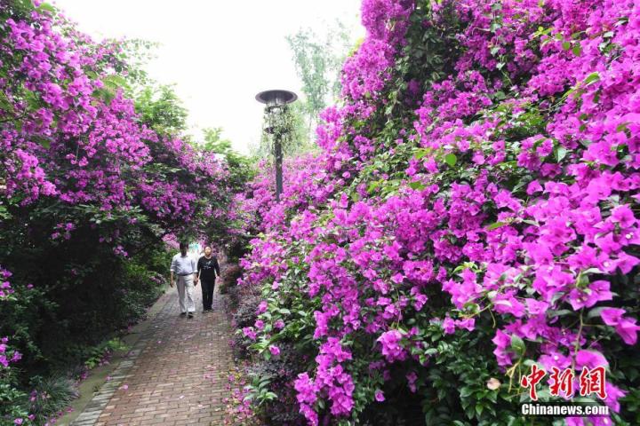 重慶鮮花步道吸引民眾拍照打卡