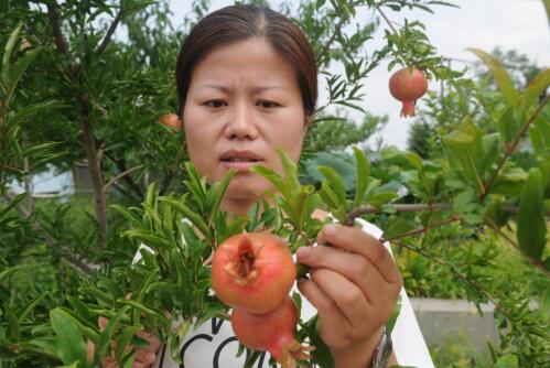 平凡崗位上的“三農(nóng)情結(jié)”