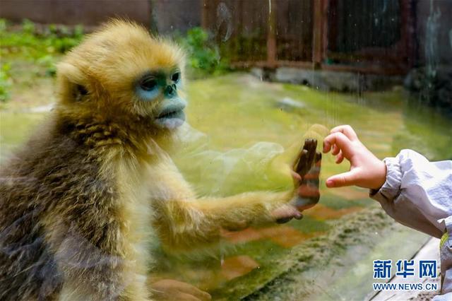 貴陽動物園有序開放