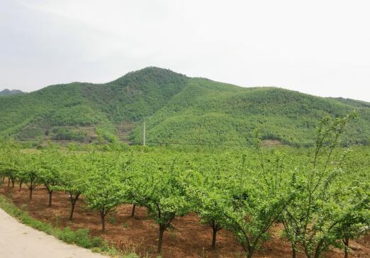 河南南召馬市坪鄉(xiāng)：青山映紅梅，脫貧奔小康