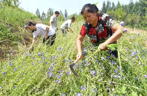 河南南召： 貧困帽子摘下來