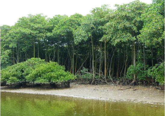 寧德獲福建省首例紅樹林造林新增建設(shè)用地指標獎勵