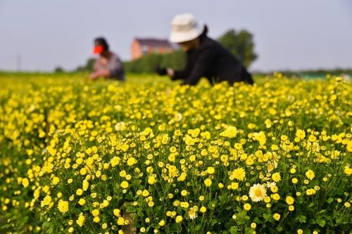 安徽全椒：野菊花迎豐收 致富路上采摘忙