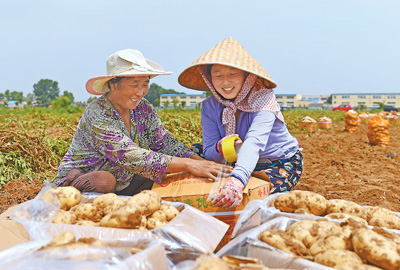 土豆變“金豆”  家門口增收