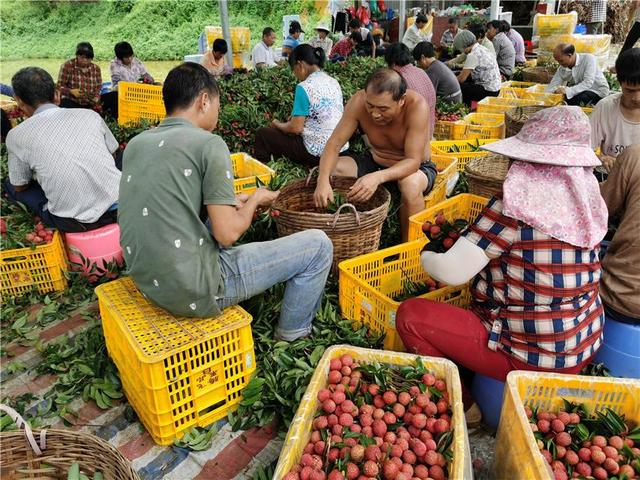 廣州黃埔荔枝產量將超5000噸 高端新品種“帝進奉