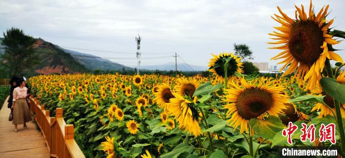 甘肅臨夏黃土坡“向陽(yáng)花開” 葵花成貧困戶致富“寶典”