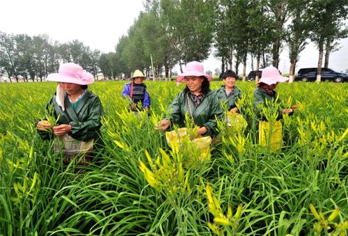 “大同黃花”入選地理標(biāo)志運(yùn)用促進(jìn)工程項(xiàng)目