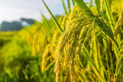 國內(nèi)首個(gè)水稻主效功能基因分子模塊育種芯片研發(fā)成功