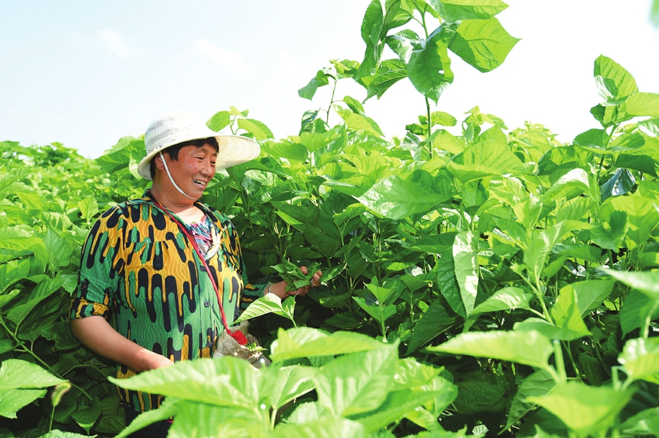 山西藥茶灼灼其華